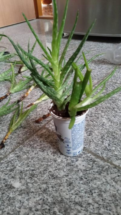 Aloe sazenice.