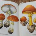 Kniha o houbách