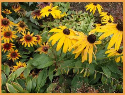 Semínka - Rudbeckia (třapatka)