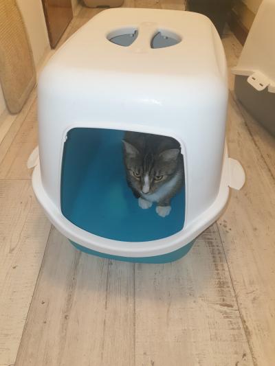 Kočičí toaleta / WC