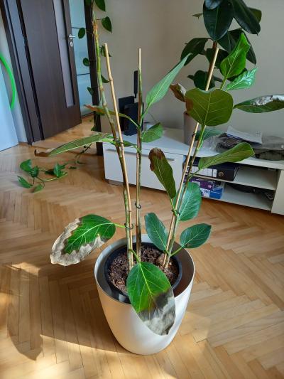 Velká pokojová rostlina (fikus)
