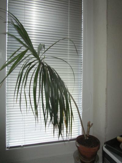 Dracena 1