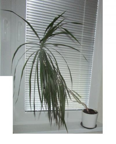 Dracena 2