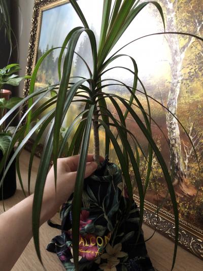 Dracena