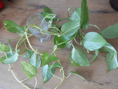 Scindapsus 2 šlahouny.