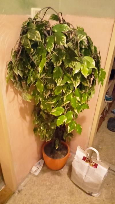 Umělý ficus