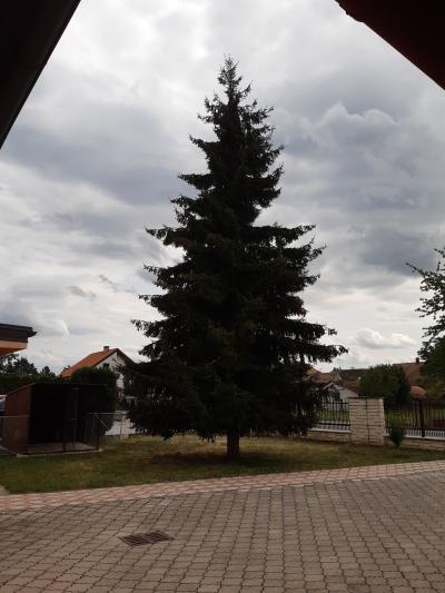 zdarma za pokácení a odvoz smrk ztepilý