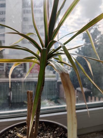 Dracena