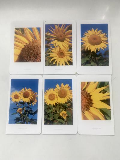 Obrázkové kartičky Slunecnice