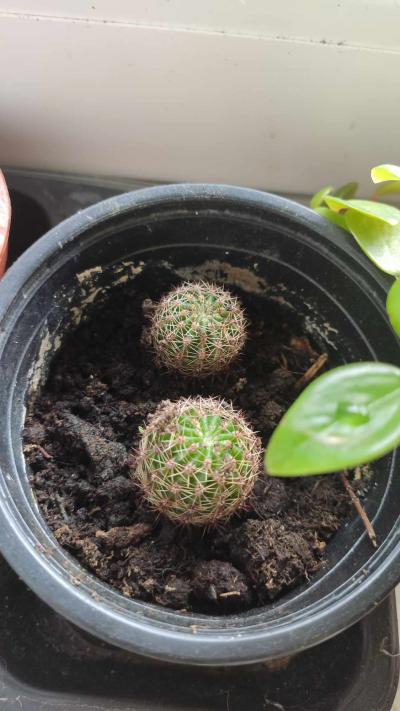 Dva malé kaktusy