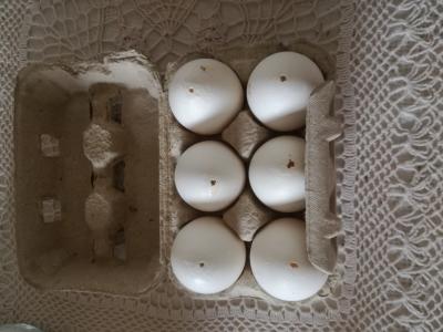 Bílá vajíčka