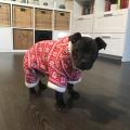 Zimní psí obleček