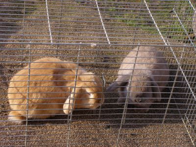 zakrslí králičkové 