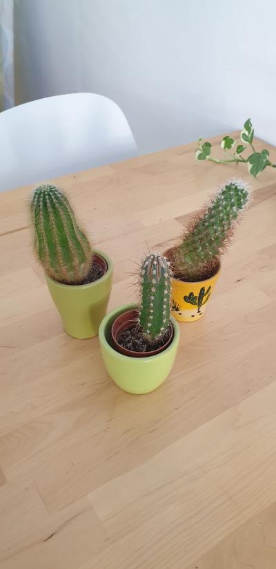 Tri male kaktusy