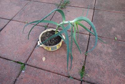 Aloe arborescens 1