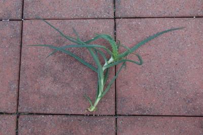 Aloe arborescens 2