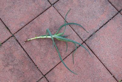 Aloe arborescens 3