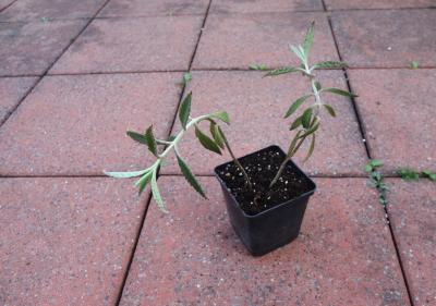 Kalanchoe daigremontiana 1