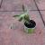 Kalanchoe daigremontiana 3