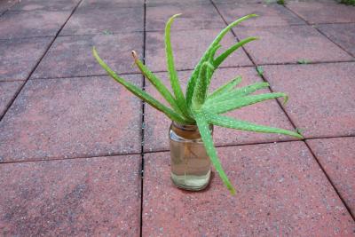 Aloe vera 4