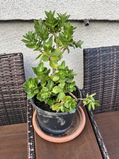 Kalanchoe 5 - nenáročná pokojová rostlina do bytu