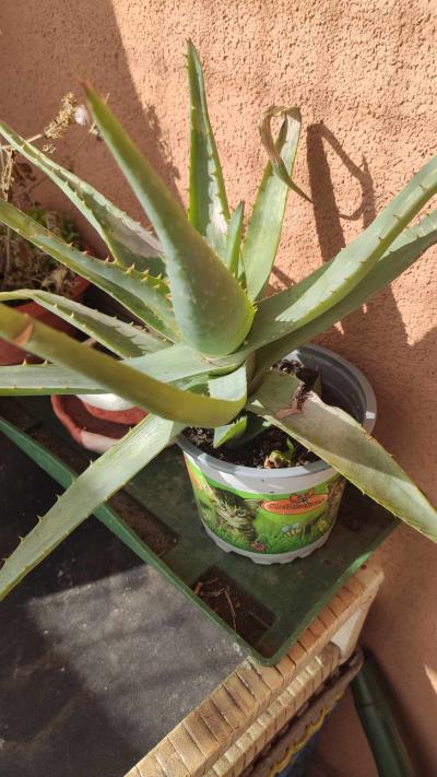 Aloe