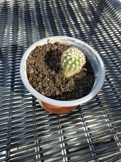 Malý kaktus 1