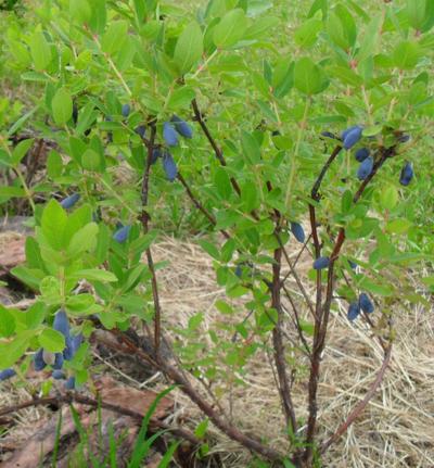 Hledám keře a stromky za odvoz
