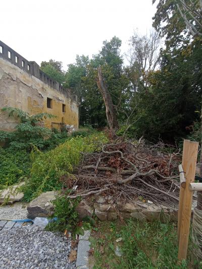 Daruji dřevo za odvoz