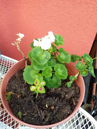 pelargonie, různé barvy