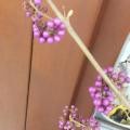 Bobule a malé fialové trsíky Krásnoplodky
