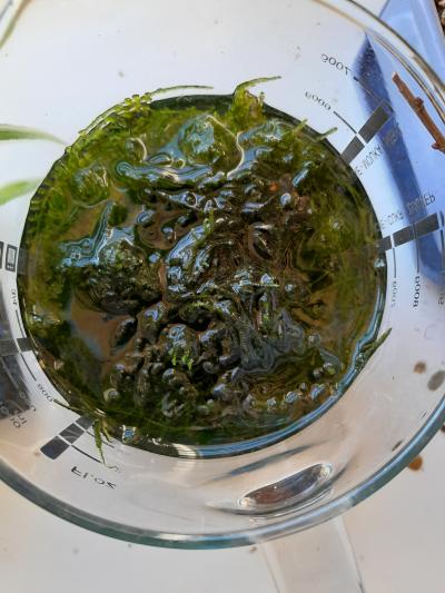 Daruji akvarijní mech