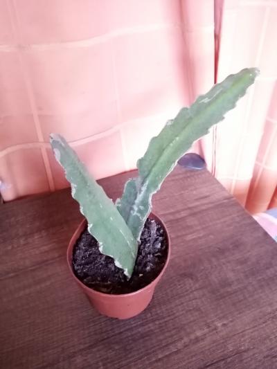 kaktus 2 zakořeněný