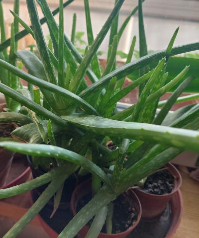 Aloe rostlinky