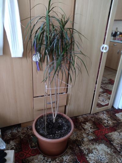 velká palma - dracena