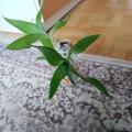 Kalísie voňavá (Callisia fragrans)
