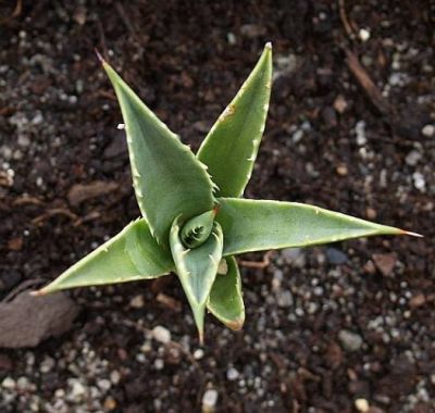 Daruji agave 3x