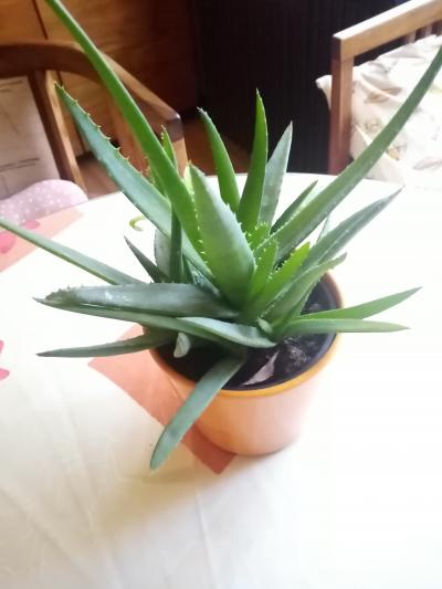 odnož aloe