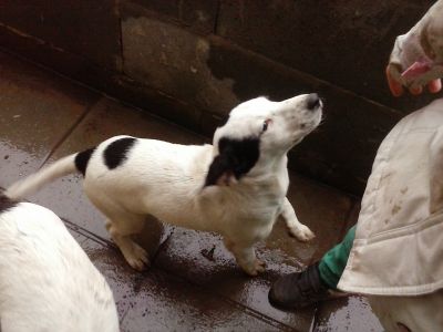 štěně - kříženec Border kolie a Jack Russell