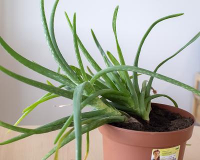 Pokojová rostlina - aloe