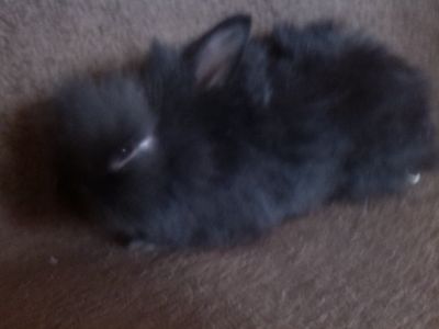 Daruji zakrslé králíčky