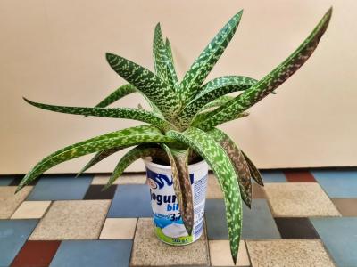 Aloe pro LucieV