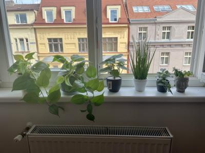 Umělé rostliny