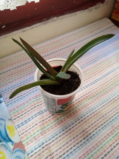 aloe malé zakořeněné