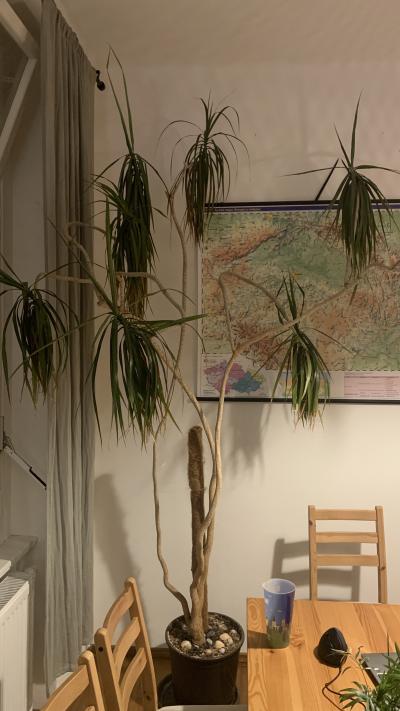 Dracaena - velká palma