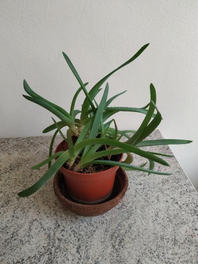 Aloe vera