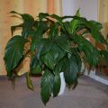 Nabízíme pokojovou rostlinu spathiphyllum (lopatkovec)