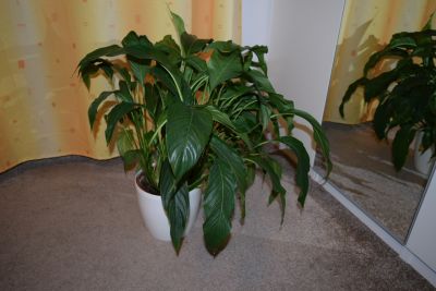 Nabízíme pokojovou rostlinu spathiphyllum (lopatkovec)