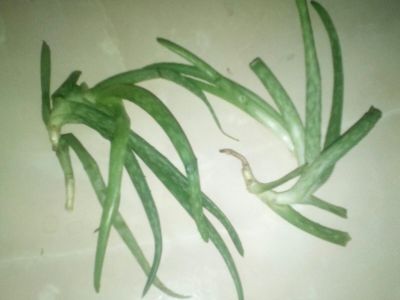 Aloe léčivá- mladé rostlinky 