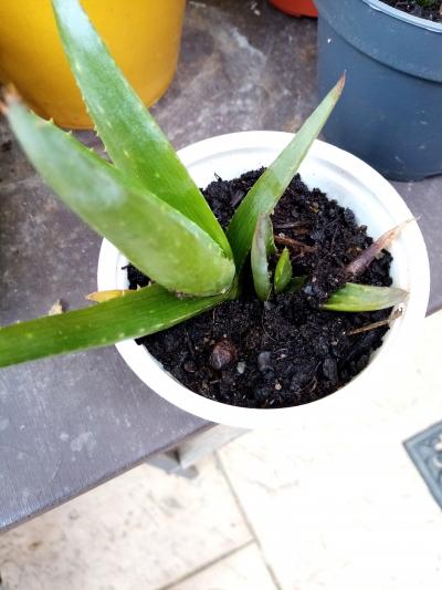 aloe 2